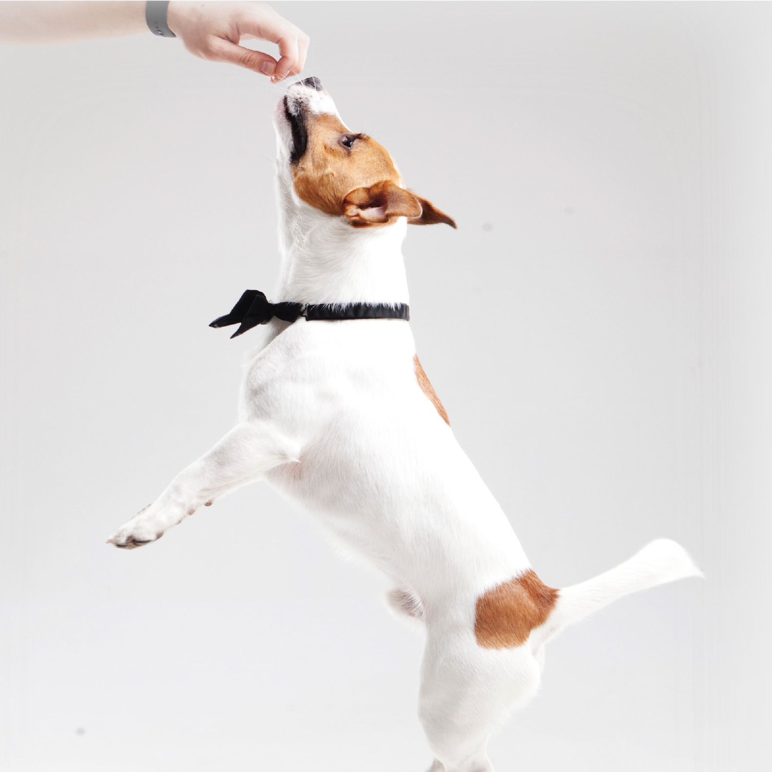 ヘルスラボ 犬用体脂肪計 IBF-D02