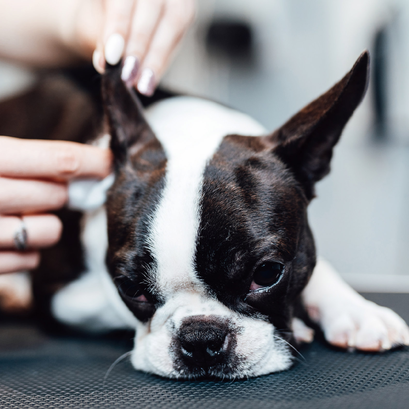 Ear Mites in Dogs: How to Tell If Your Dog Has Ear Mites | Reader's Digest